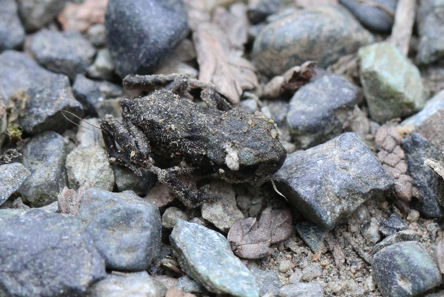 identificazione rana - rospo Bufo bufo juv.